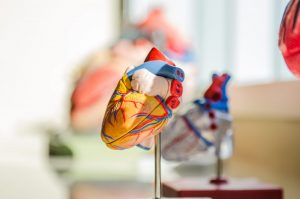 A share of a $1.25 million to CALHN heart disease researchers